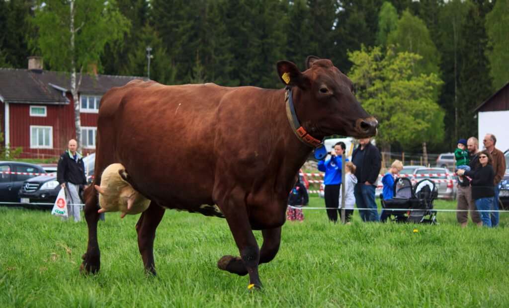 Betessläpp_Janpers_lantbruk_2013_01
