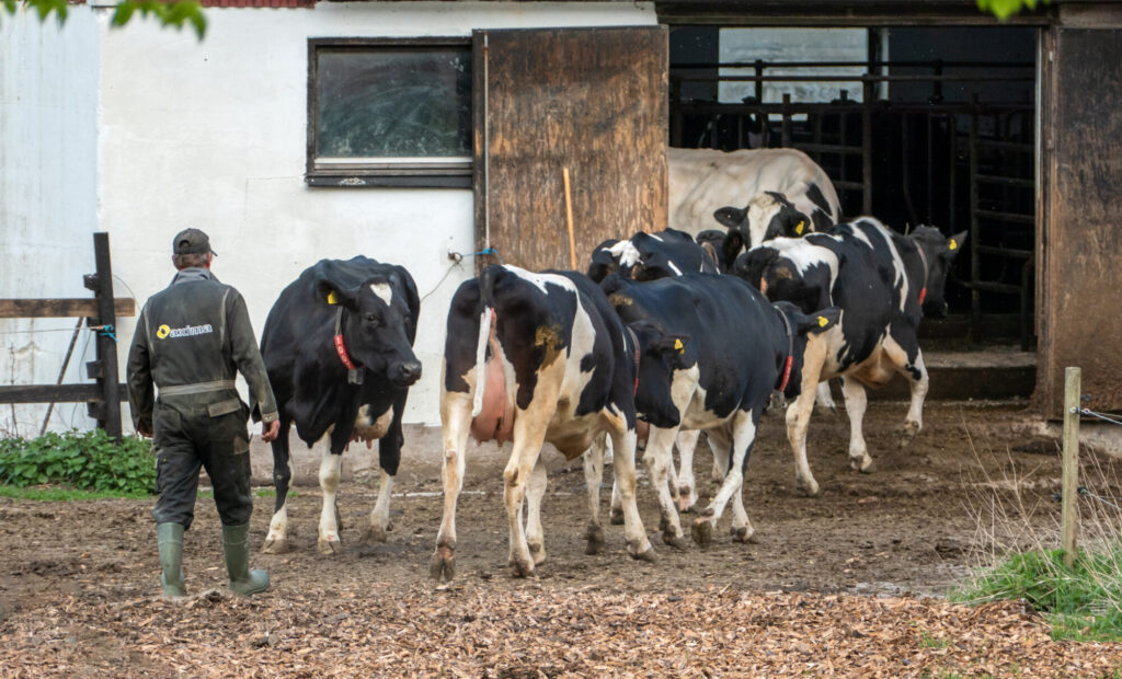 Bringing in the cows for milking in Brodalen
