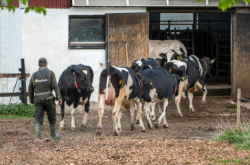Bringing in the cows for milking in Brodalen