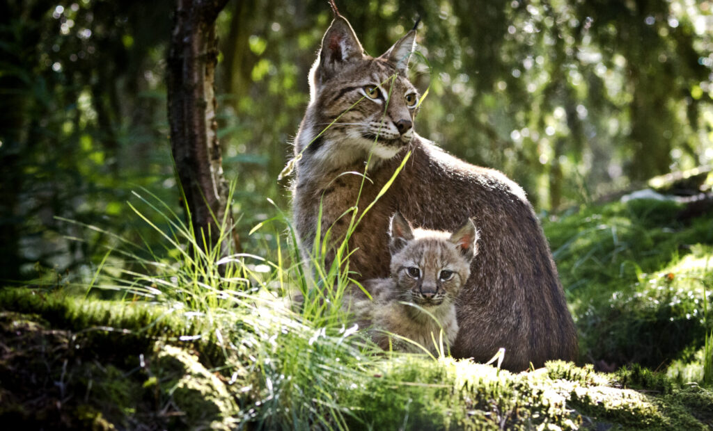 Kolmårdens_Djurpark._Lodjur_(1)