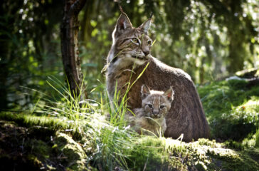 Kolmårdens_Djurpark._Lodjur_(1)